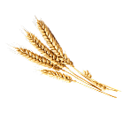 Holsten Classic non-alcoholic malt drink packaging