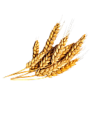 Holsten Classic non-alcoholic malt drink packaging